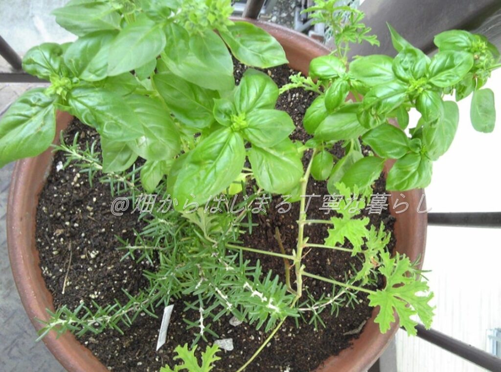 vegetable-gardening