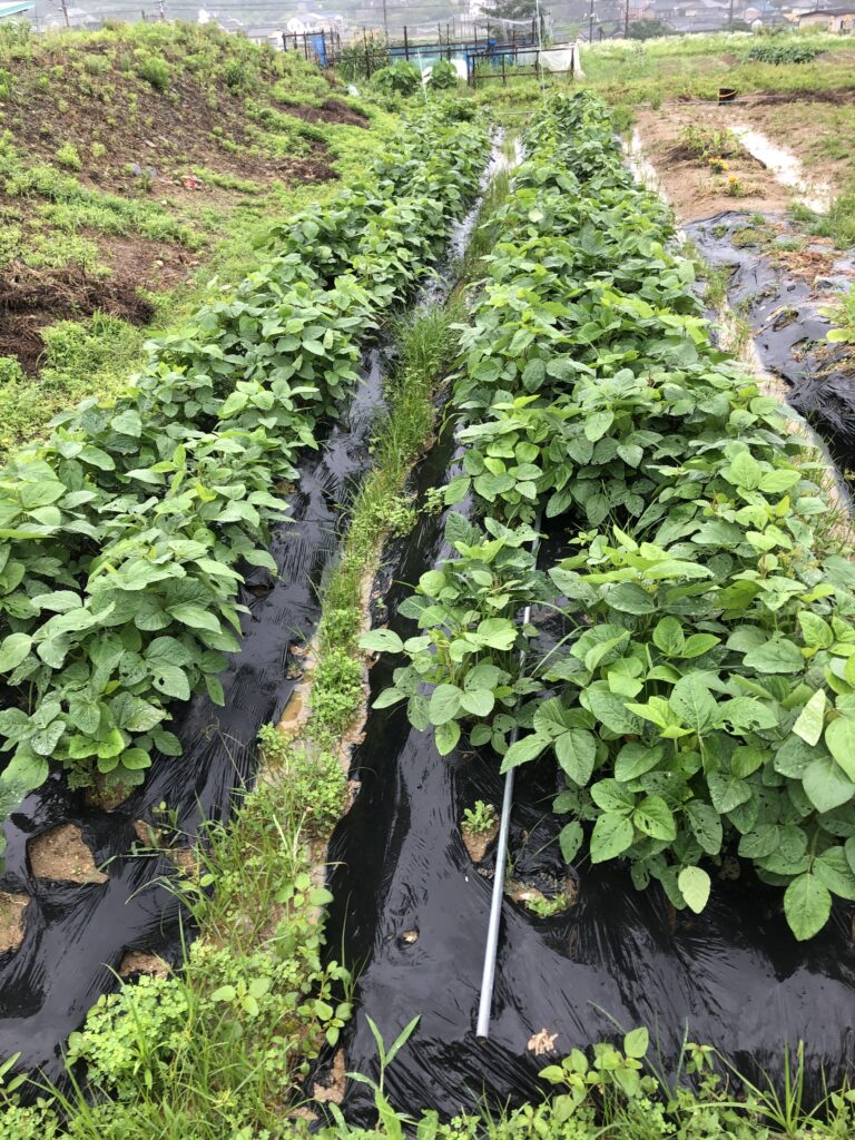 vegetable-garden