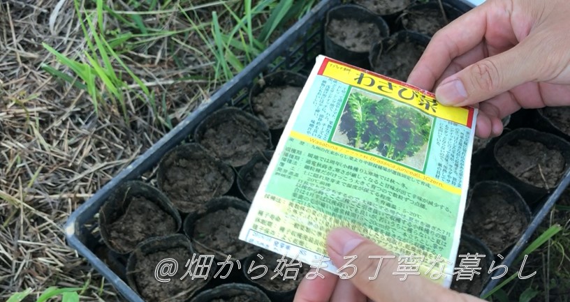 秋野菜　葉野菜栽培　わさび菜