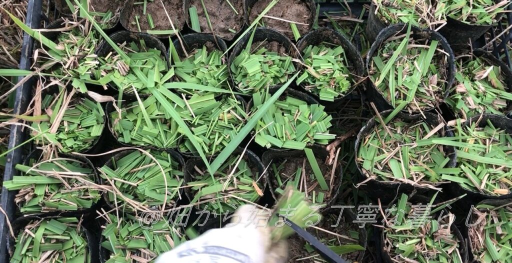 秋野菜　葉野菜栽培　わさび菜　草マルチ