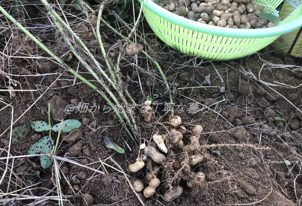 落花生の種類と世界の呼び方　千葉半生