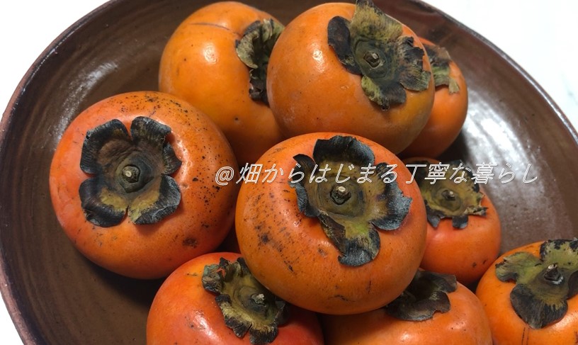 persimmon