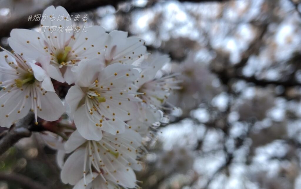 #sakura-flower