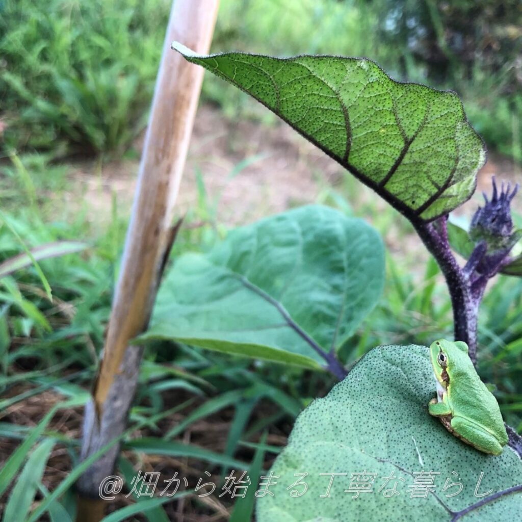 #eggplant-vegetable