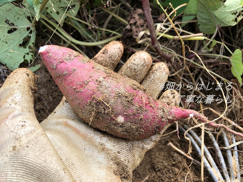 sweet-potato