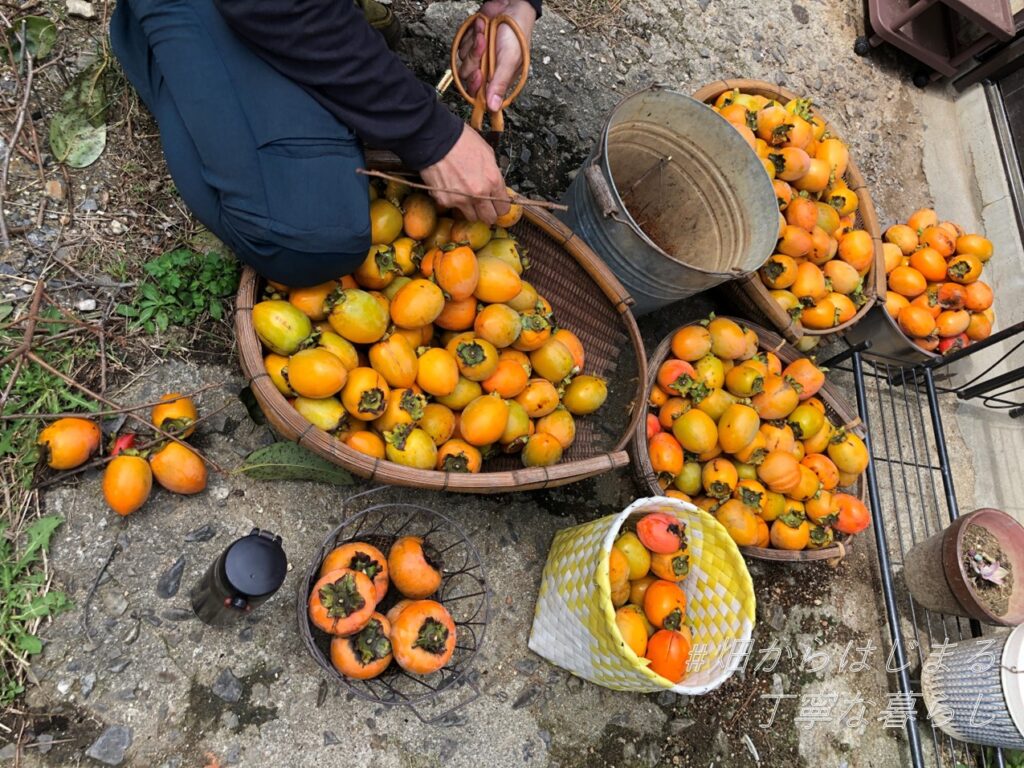 persimmon