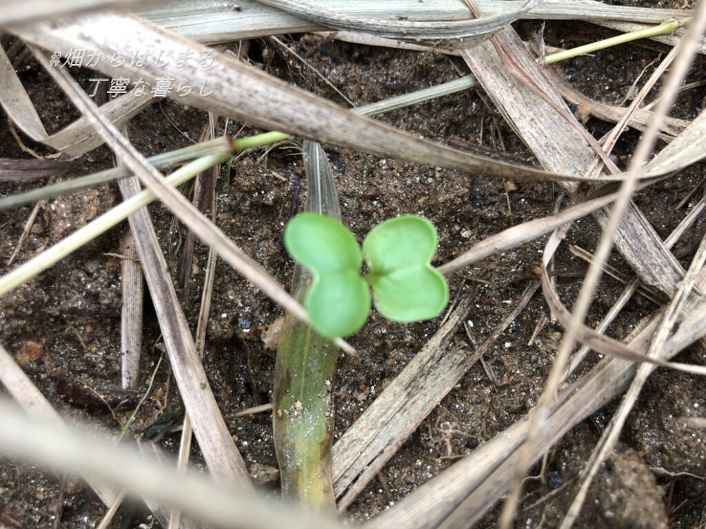 radish