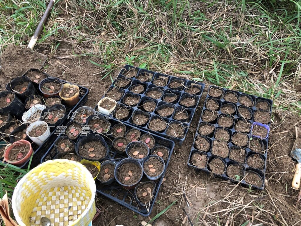 broad-beans