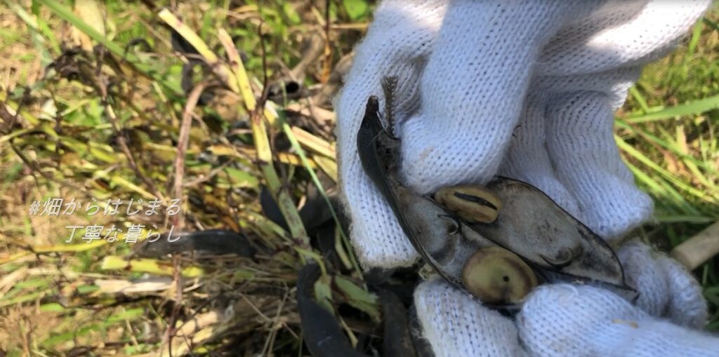 broad-beans