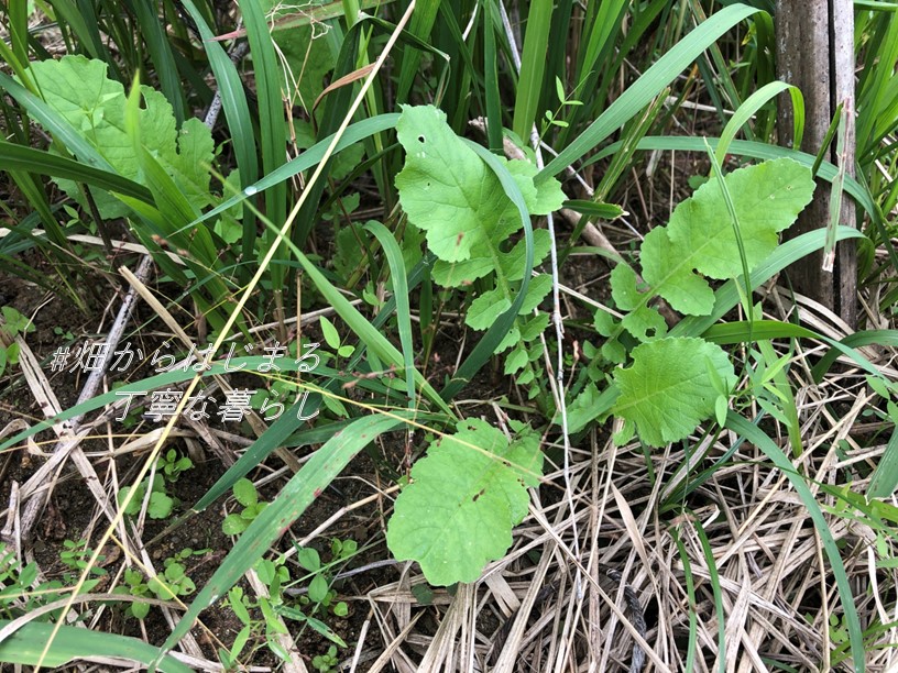 radish