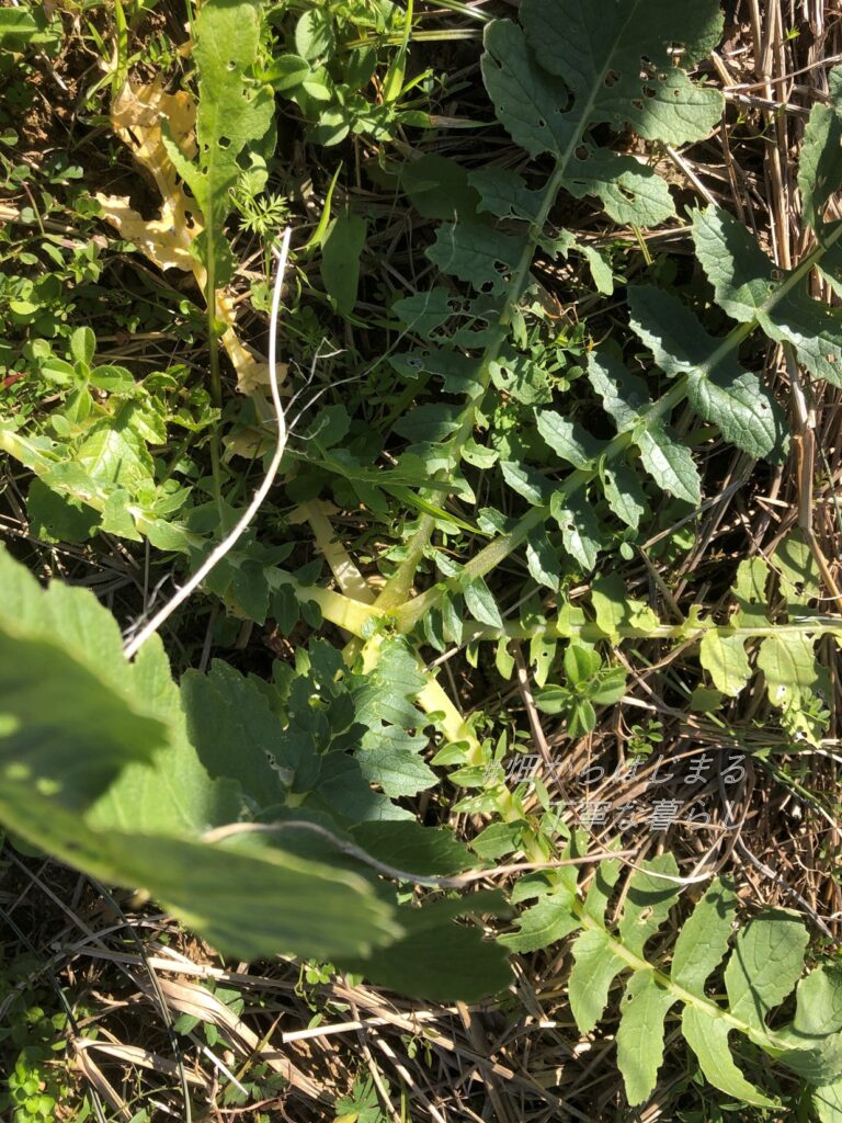 japanese-radish