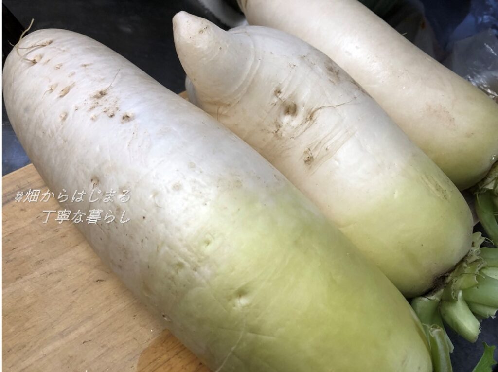 japanese-radish