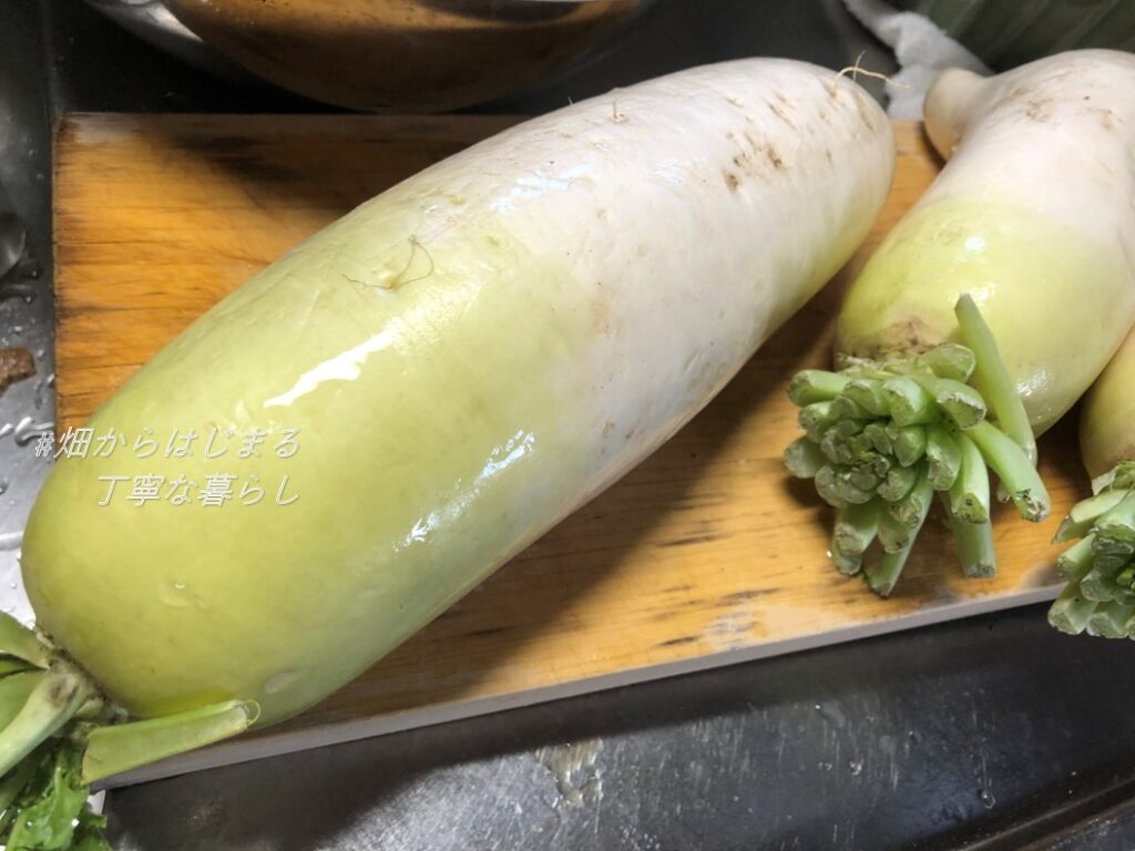 japanese-radish