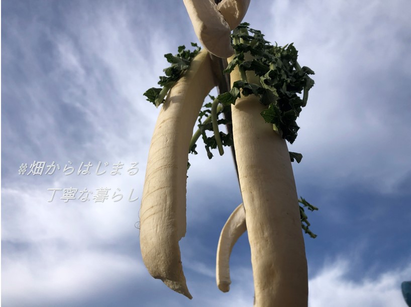 japanese-radish