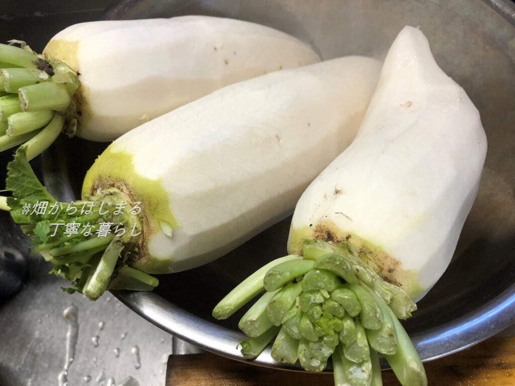 japanese-radish