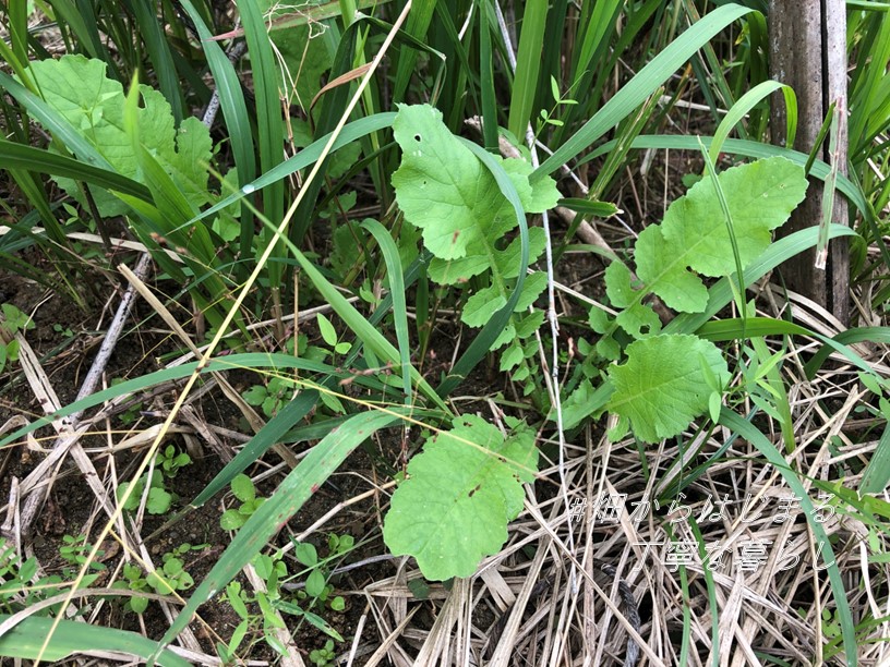 japanese-radish