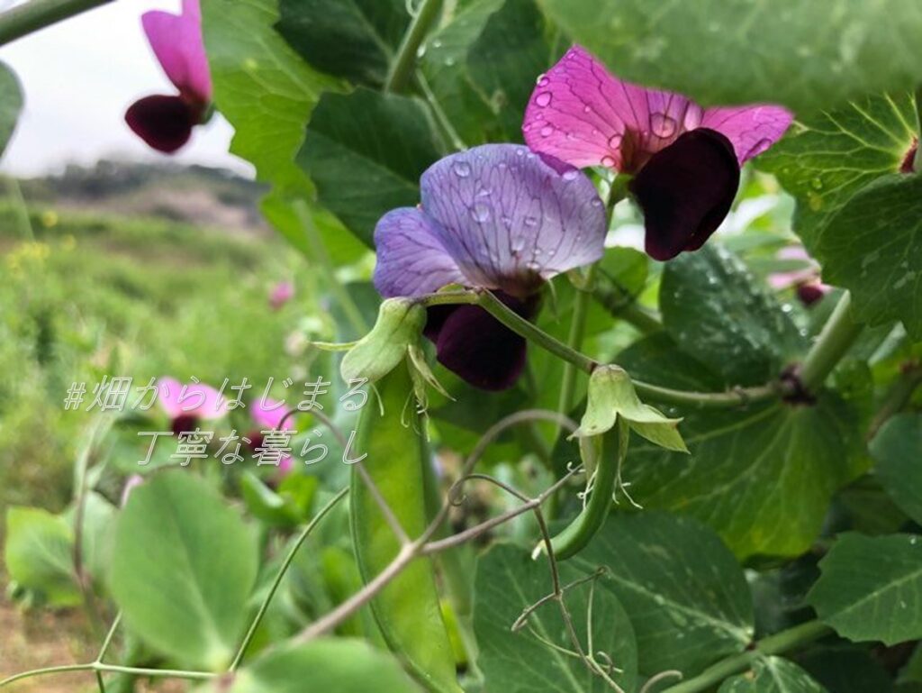 snow-peas