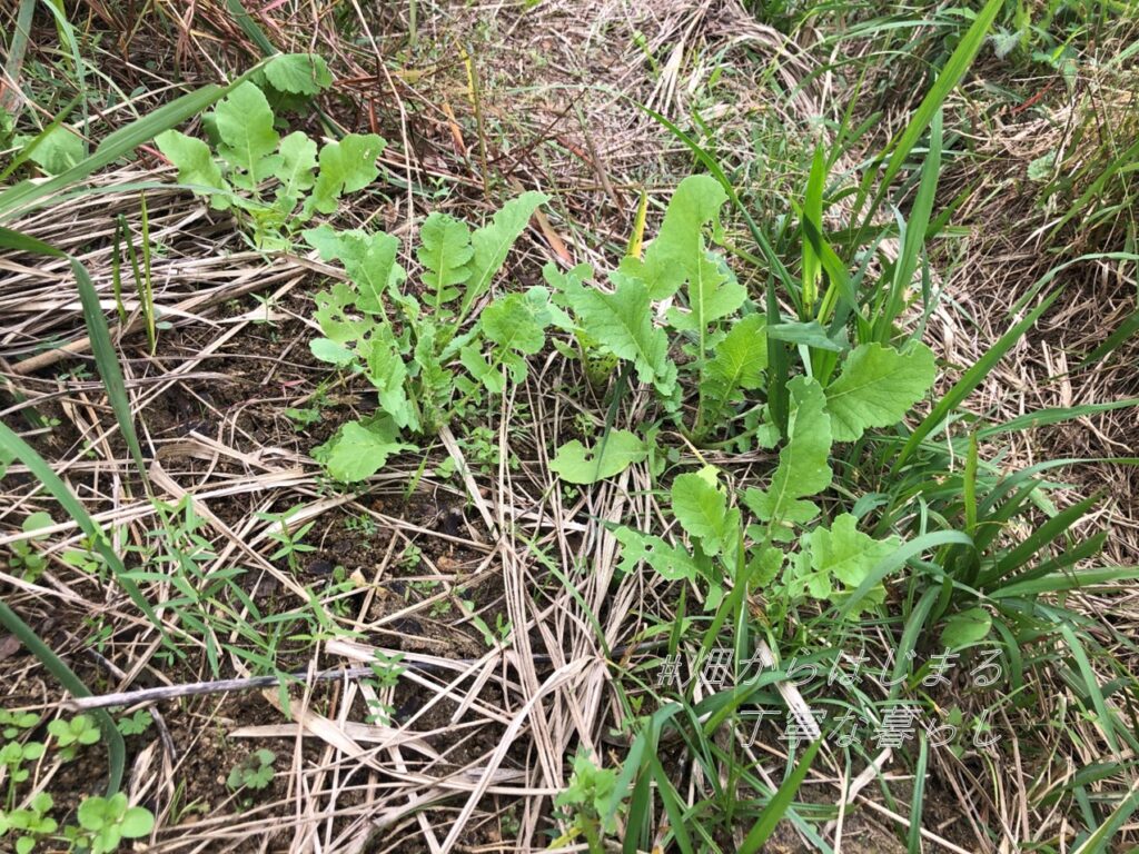 japanese-radish