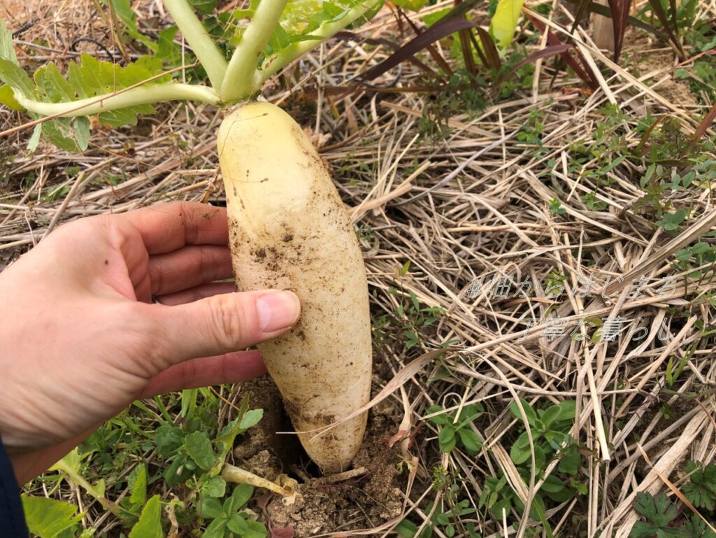 japanese-radish