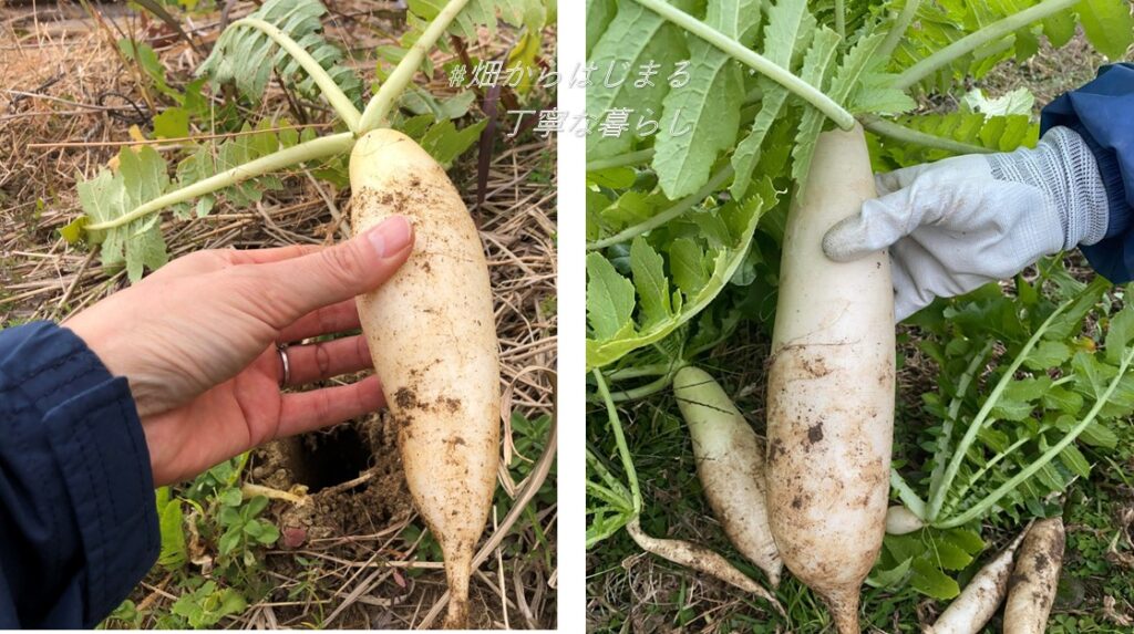 japanese-radish