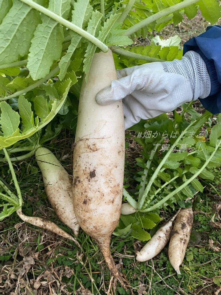 japanese-radish