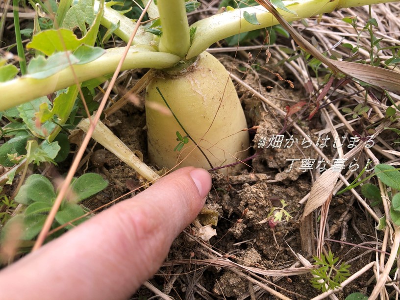 japanese-radish