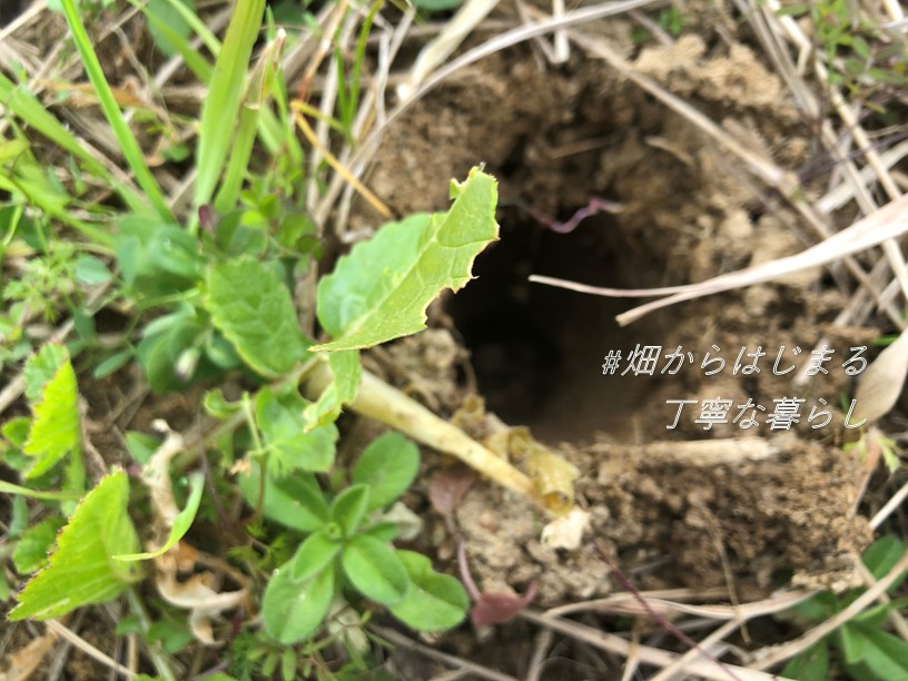 japanese-radish