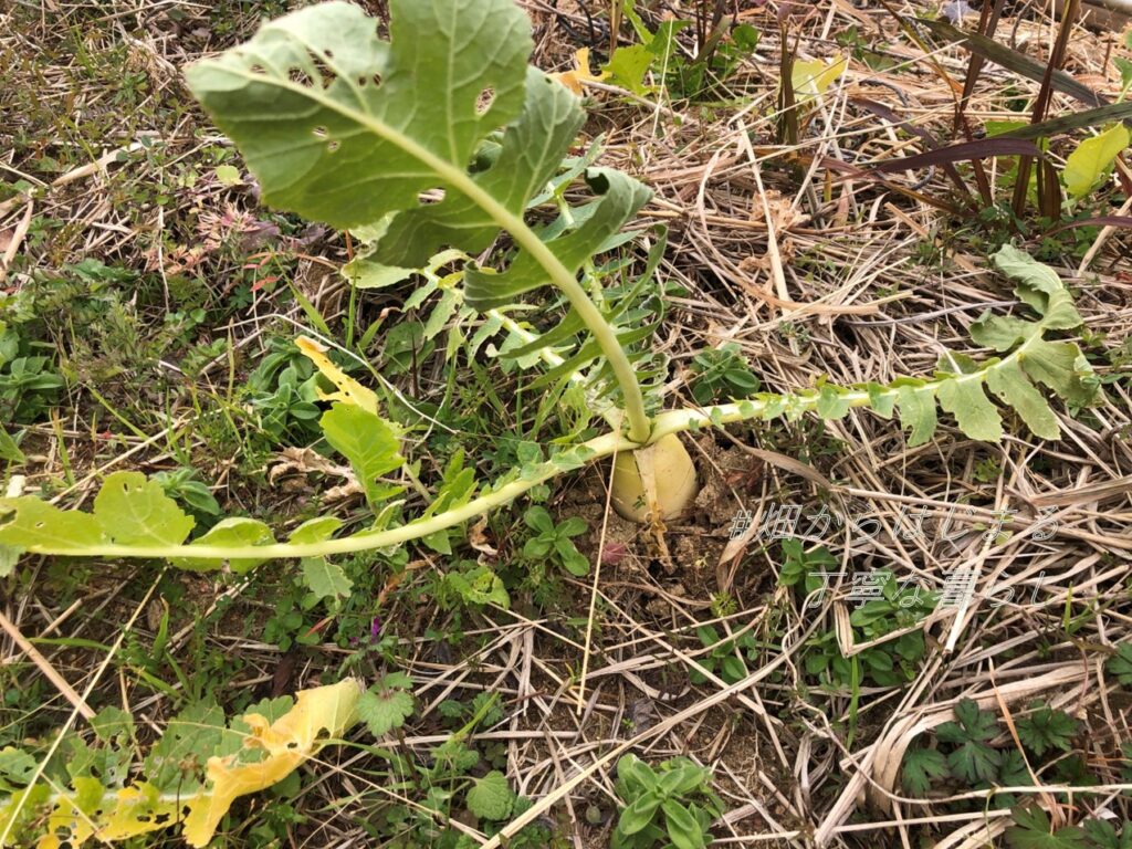 japanese-radish