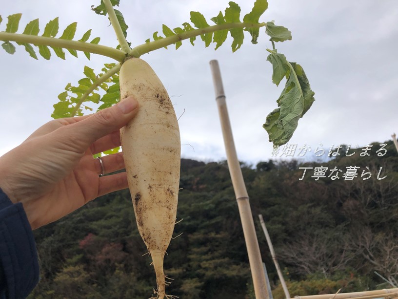 japanese-radish