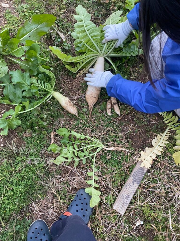 japanese-radish