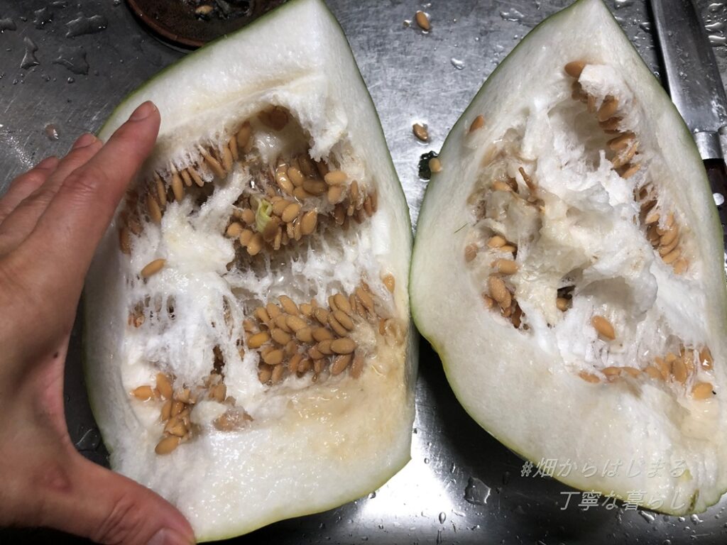 winter-melon