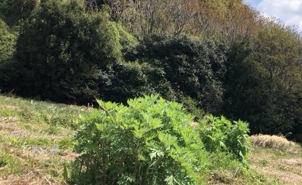 yomogi