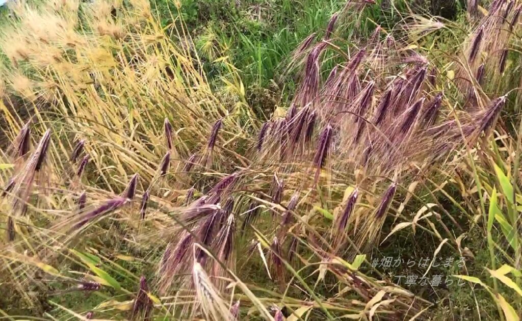 barley