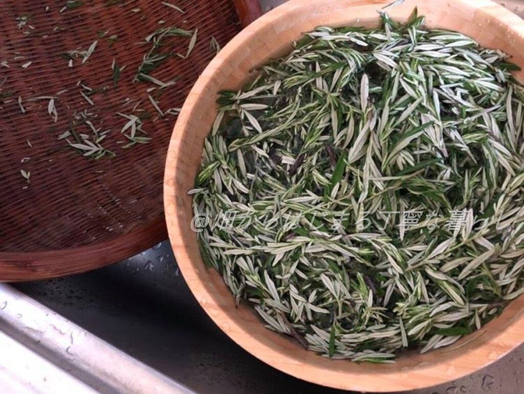 yomogi