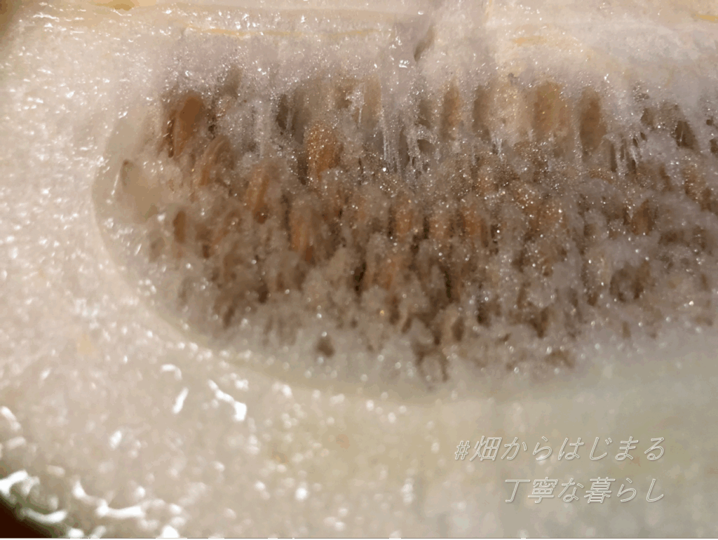 winter-melon