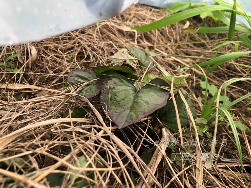 sweet-potato