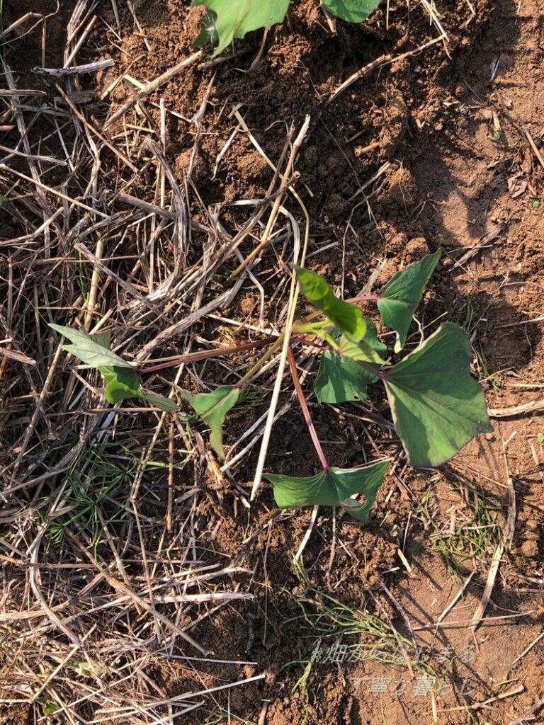 sweet-potato