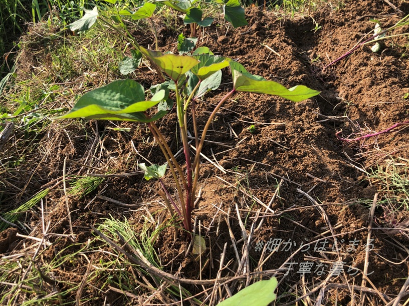 sweet-potato