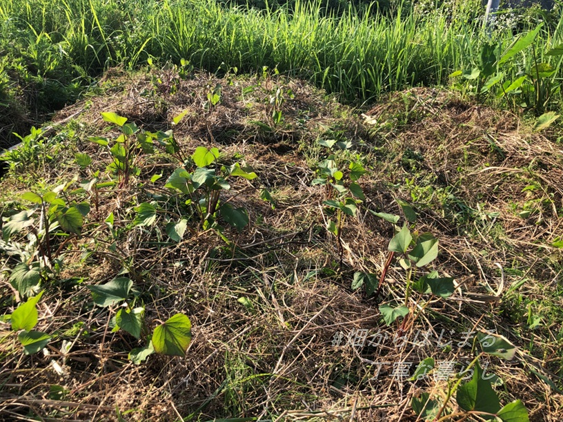 sweet-potato