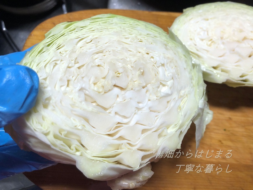 cabbage