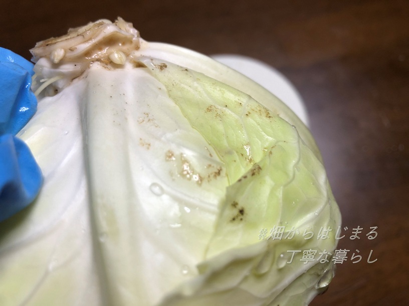 cabbage