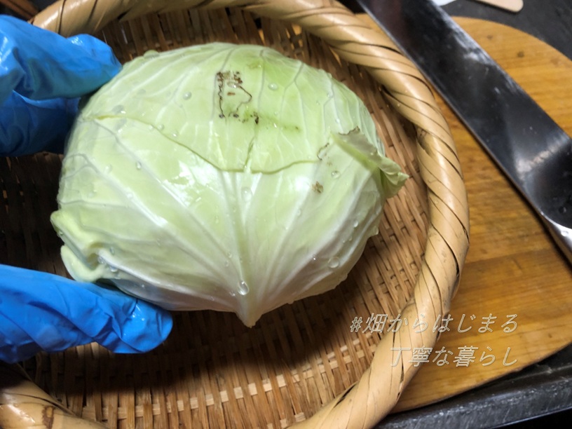 cabbage