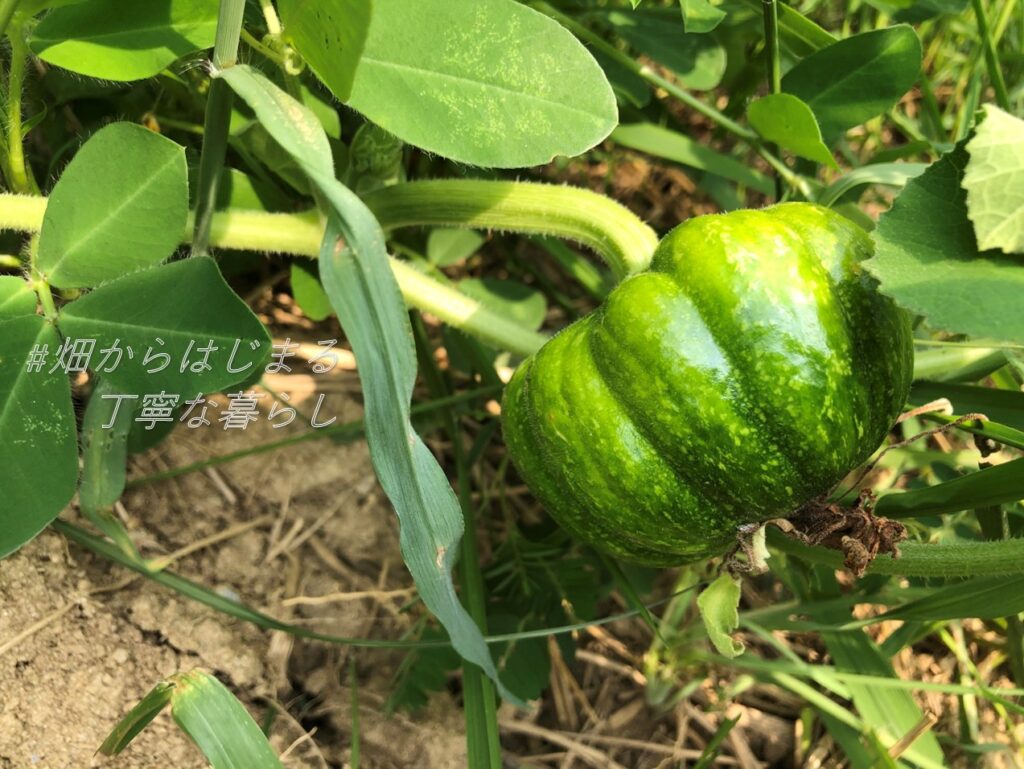 pumpkin