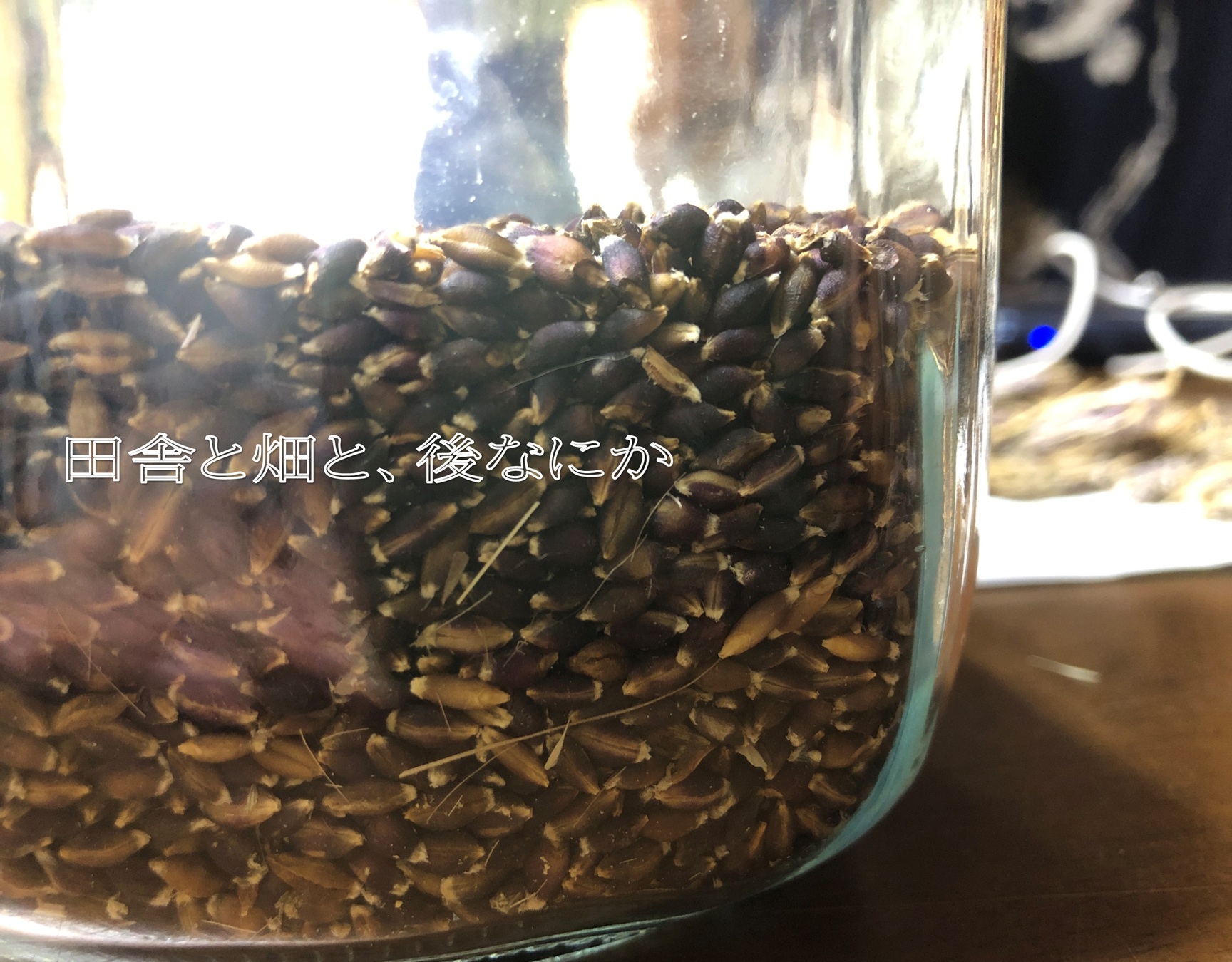 もち麦