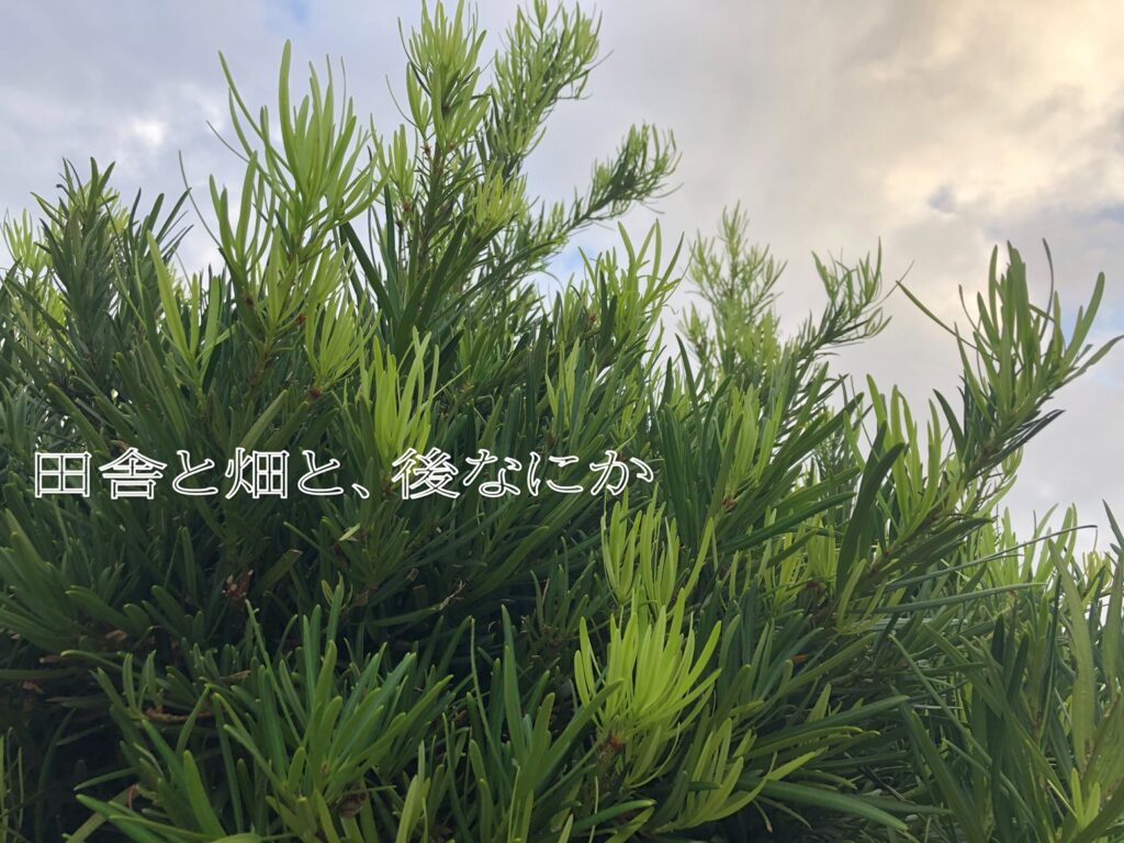 イヌマキ