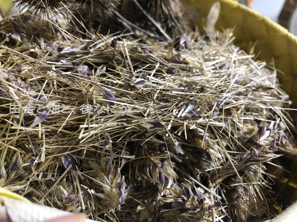 もち麦