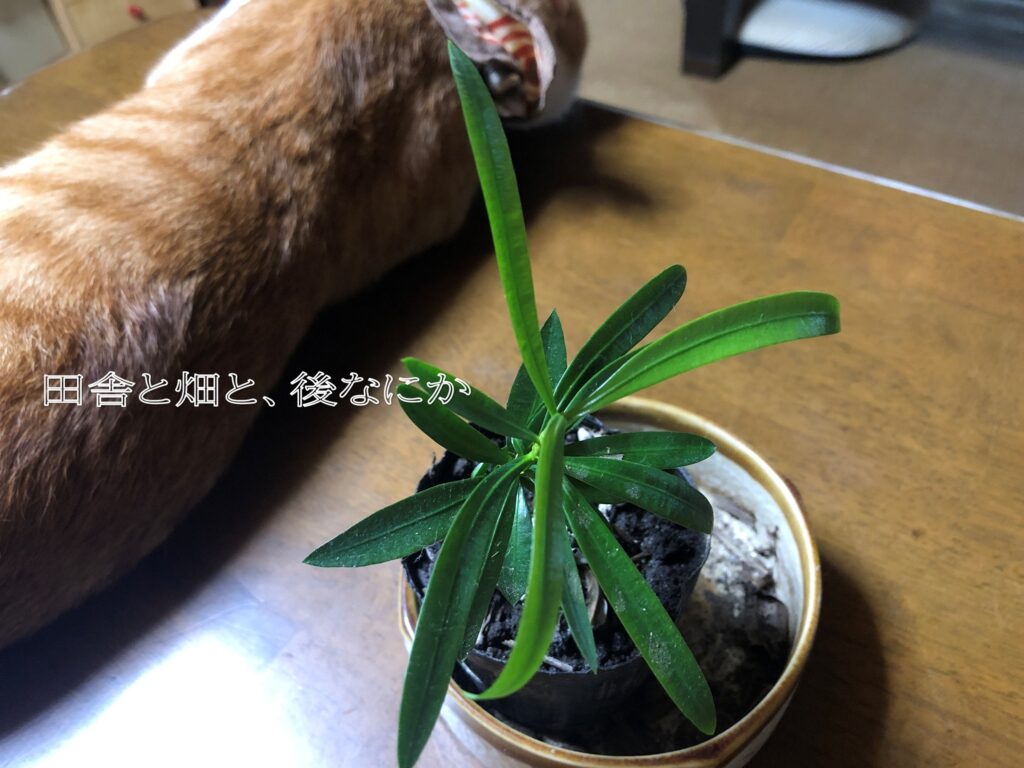 イヌマキ