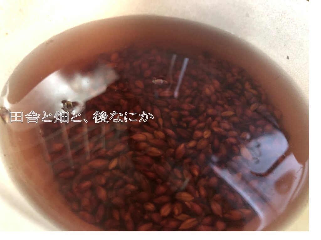 もち麦