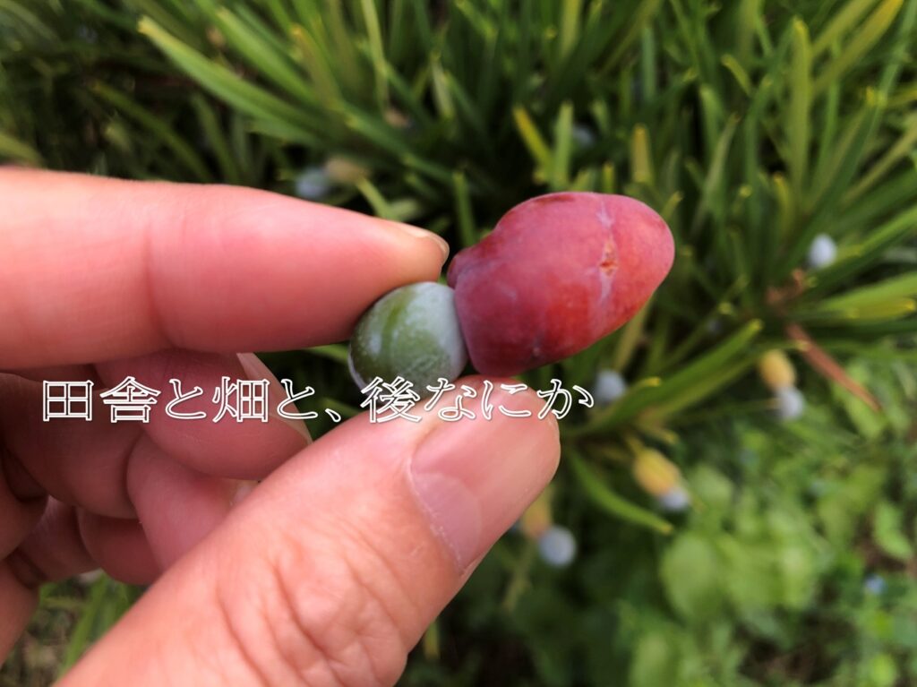イヌマキ