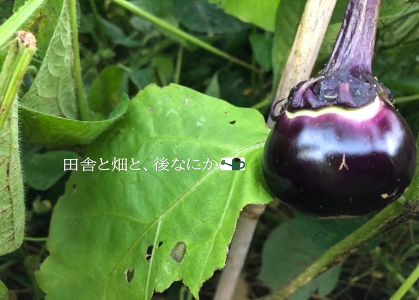 くらし